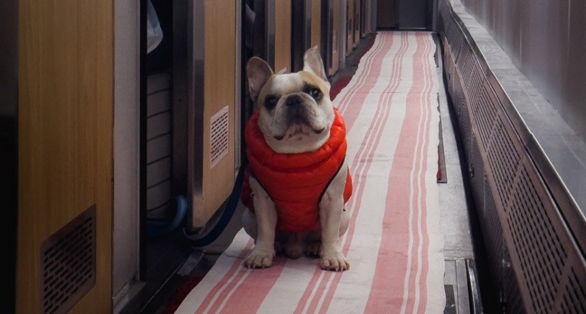 Хватит таскать собаку по асфальту! 3 способа превратить скучный выгул в квест - за 15 минут укрепят вашу связь и здоровье собаки