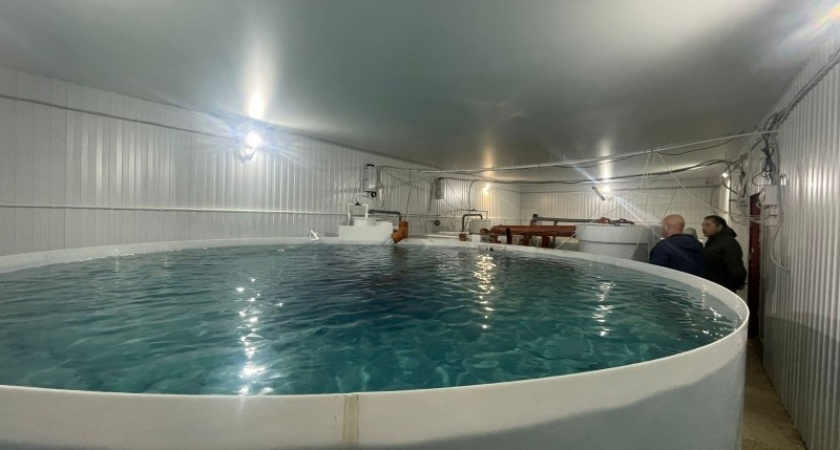 В Коми оценили проект по выращиванию радужной форели