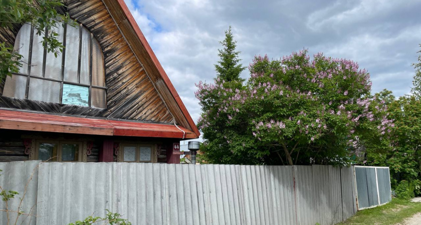 Природные насосы: Какие деревья осушат ваш участок и избавят от проблем с выгребной ямой