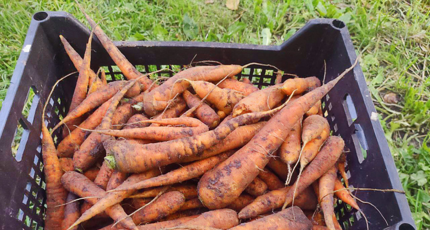 4 надежных способа сохранить морковь и свеклу свежими до весны: Советы агронома