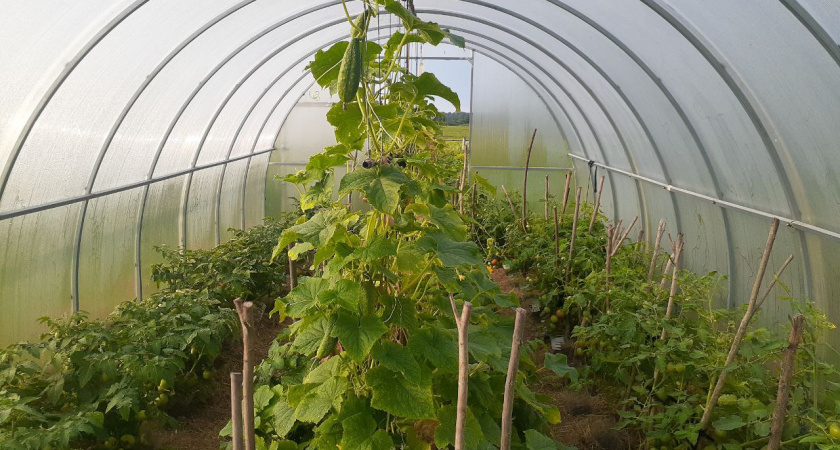 Восстановление почвы в теплице без замены грунта и навоза: Эффективный и безопасный метод