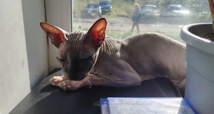 Имя для кошки: как выбрать идеальную кличку для вашего питомца