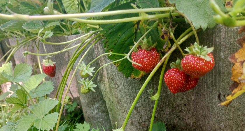 Броня для клубники: 3 осенних шага, без которых не видать вам урожая весной