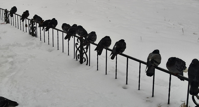 Завалит снегом по колено: синоптики назвали дату когда в Россию нагрянет снегопад