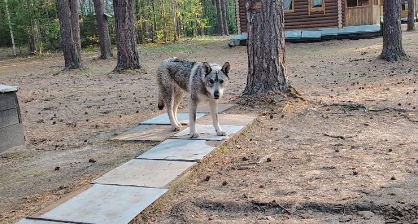 7 пород собак, которые могут противостоять и победить волка - настоящие герои