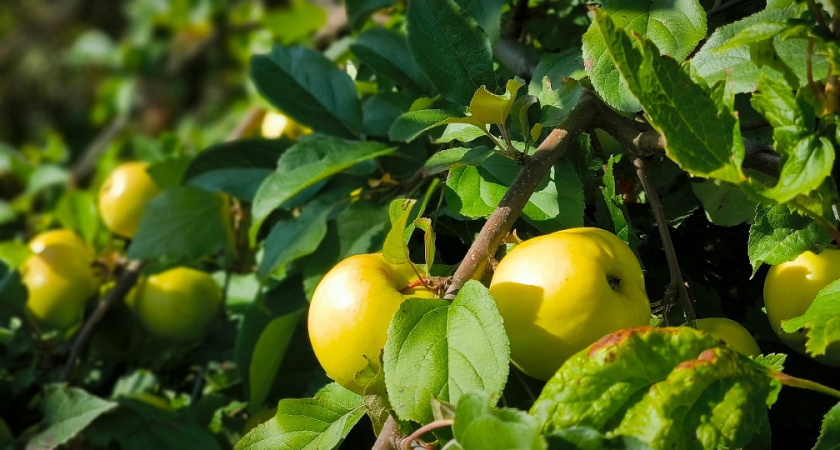 Всем яблоням и грушам в ноябре — защита на всю зиму: обливаю стволы — и кора здоровая, вредители спят, а весной — ни одного нароста