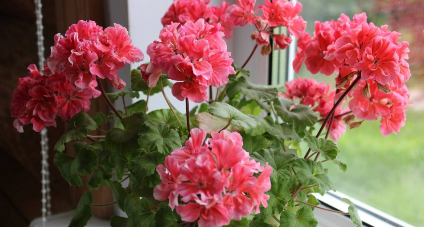 Чахлая герань зацветает в декабре: 7 шагов для пышного цветения всю зиму