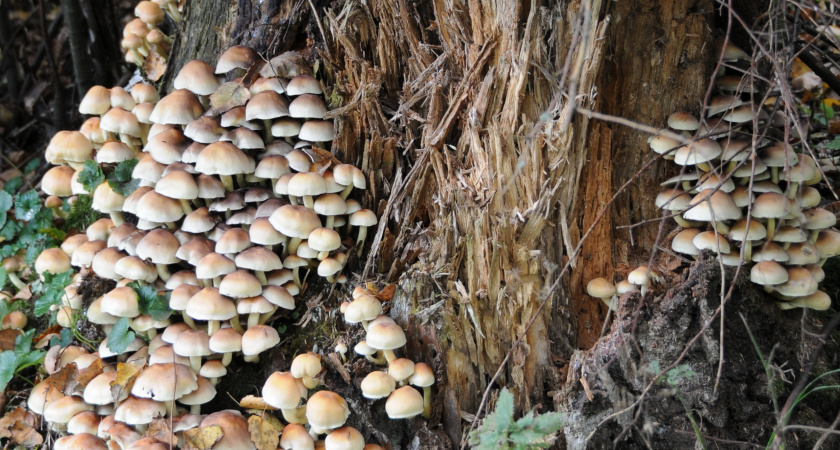 Опята в саду — это тревожный сигнал, а не урожай. Как спасти деревья от гибели