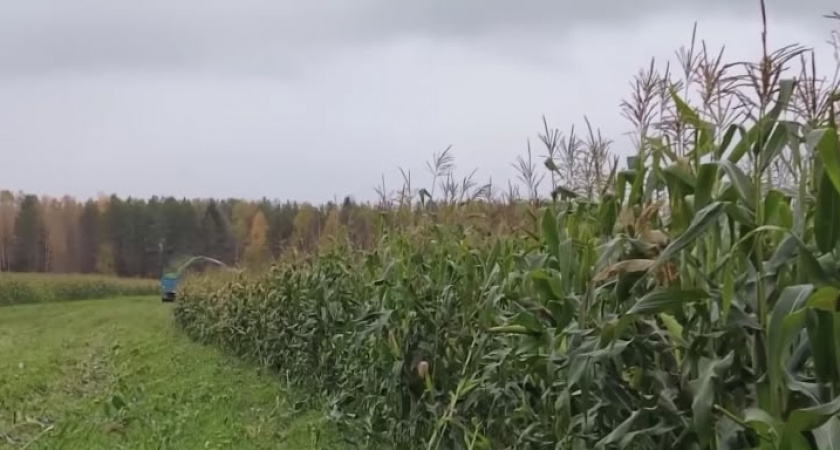 Хозяйства Коми в следующем году нарастят объемы высева под кукурузу в 2-3 раза