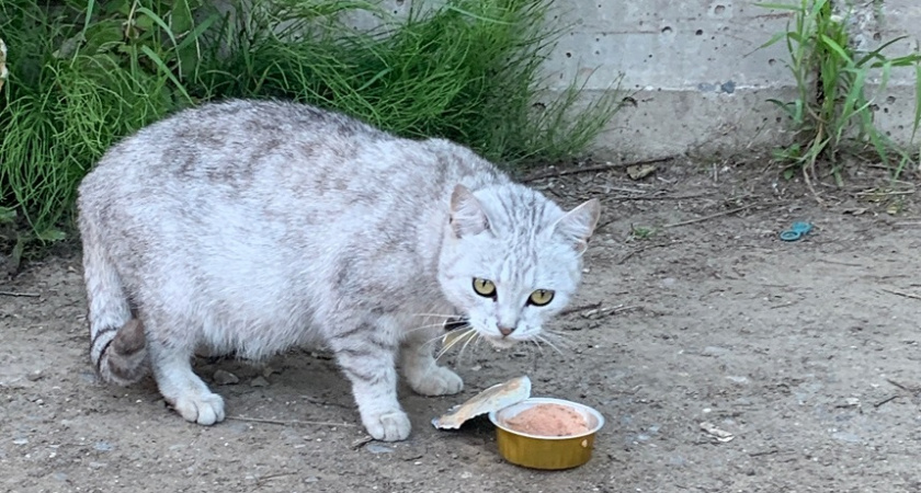 Как показать кошке, что ты её любишь: 8 проверенных способов - станет преданнее любой собаки