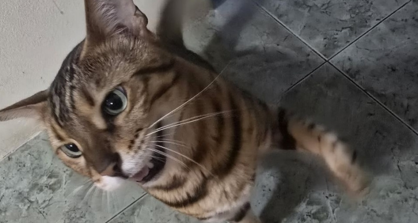 8 вещей, которые ненавидят большинство домашних котов и кошек - не мучайте питомца