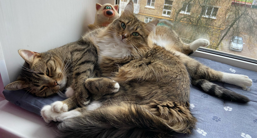 Имя для кошки: как выбрать идеальную кличку для вашего питомца