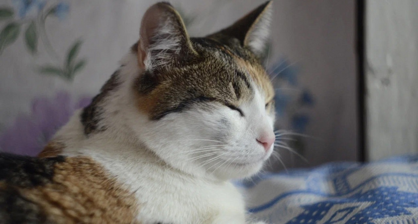 Как кошка обманывает человека - любимые уловки пушистых хитрецов