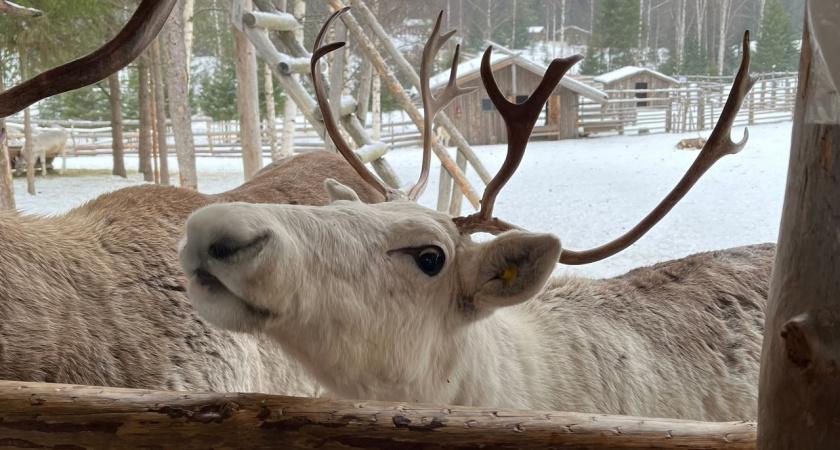 В Коми стартовал проект по спасению дикого северного оленя
