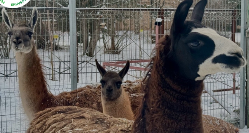 В Коми зоопарке в семье лам родился малыш