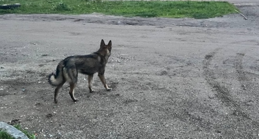 В Коми пострадавшим от укусов бездомных собак детям выплатили компенсации