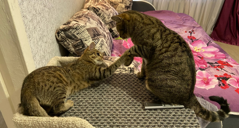 Как кошка выбирает, кого из семьи любить сильнее - нужно знать каждому владельцу