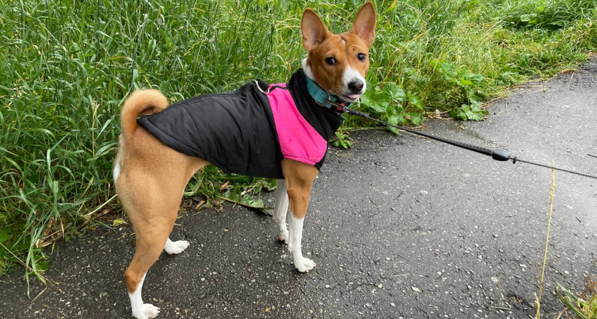 Верные на всю жизнь: 10 пород собак, покоряющие сердце раз и навсегда