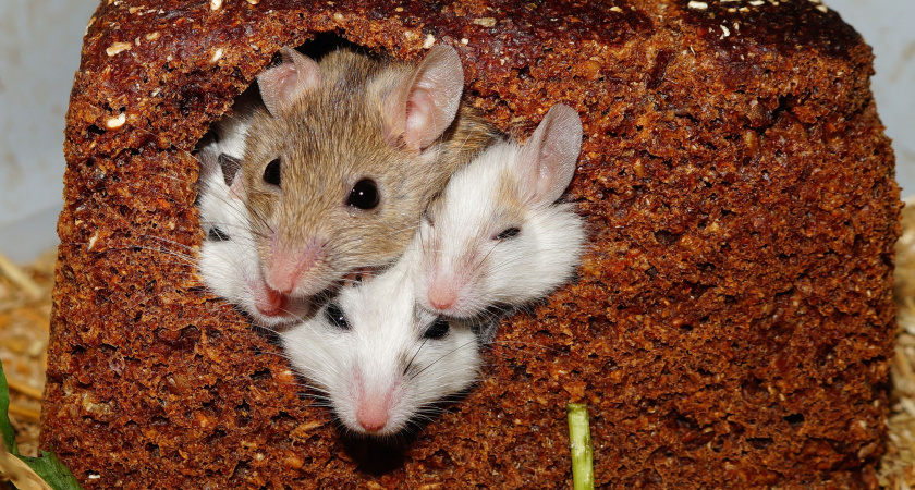 Непрошеные гости: Как мыши выбирают место для зимовки и стратегия их эффективного отпугивания