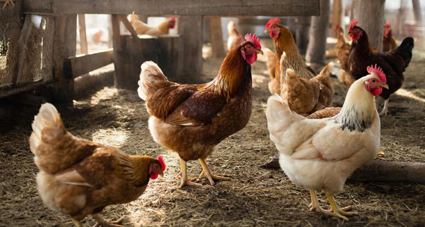 Мой курятник зимой теплый без отопления. Секрет — в четырех источниках тепла под крышей