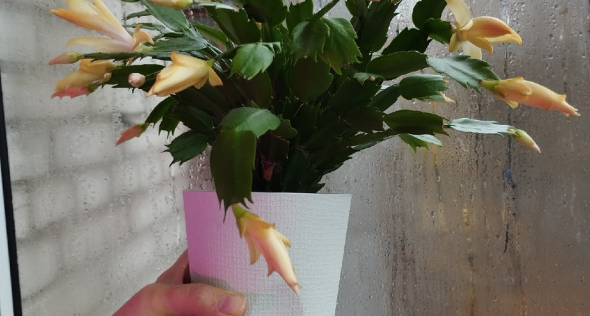 Не выливайте чайную заварку: Секрет шикарного цветения декабриста на каждом стебельке