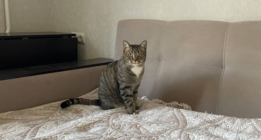 Что кошка на самом деле видит, когда смотрит на человека: обязан знать каждый хозяин питомца