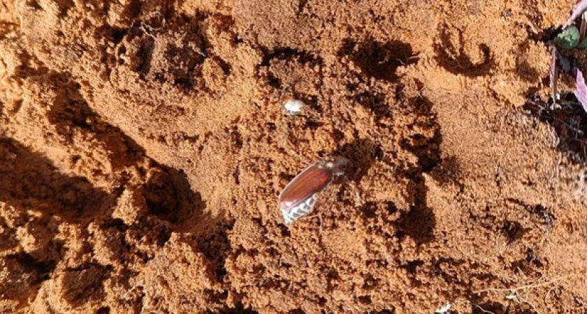 Лесной фонд Коми оздоравливается: опасный вредитель отступает