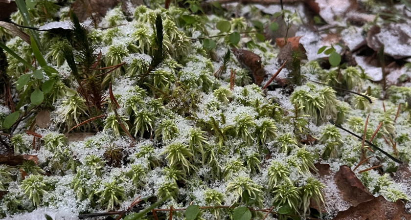 Житель Коми оштрафован за сбор галлюциногенных грибов