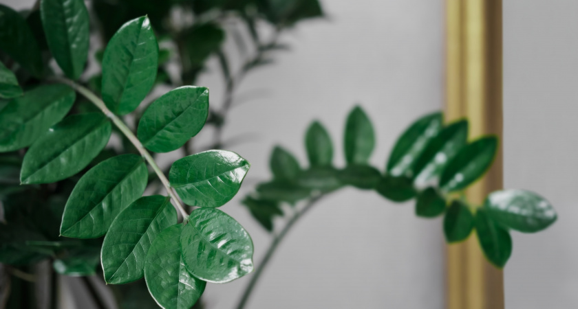 Четыре таблетки — и замиокулькас изменится до неузнаваемости: порадует многочисленными побегами уже в декабре