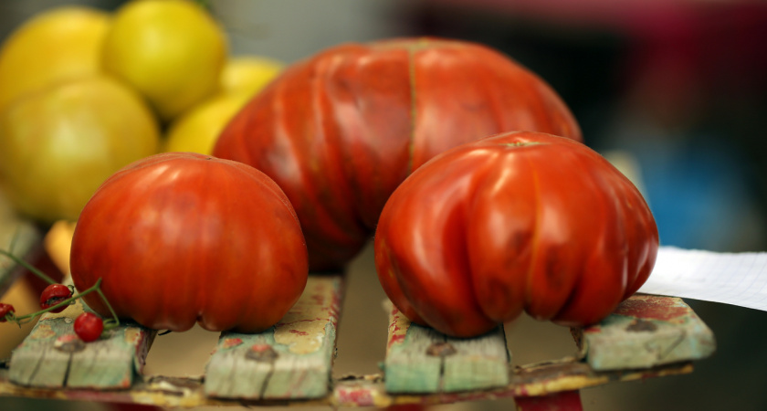 Мясистые сорта «арбузных» томатов на будущий сезон: 6 лучших вариантов