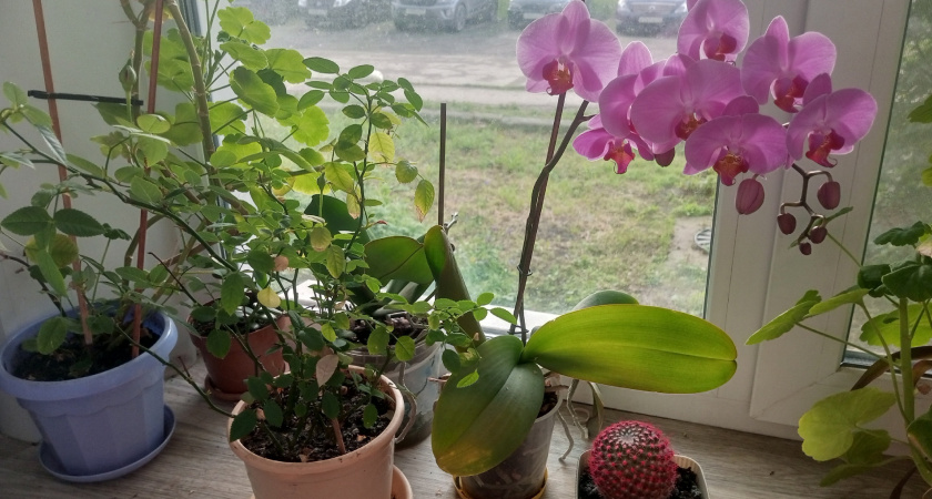 10 г на литр воды - и все комнатные растения попрут в рост: копеечная подкормка из кухни