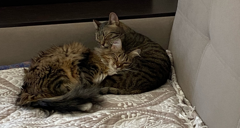 Как кошка выбирает, кого из семьи любить сильнее - нужно знать каждому владельцу