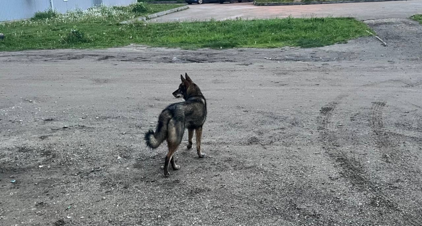 Александр Бастрыкин взял на контроль ситуацию с бродячими собаками в Коми