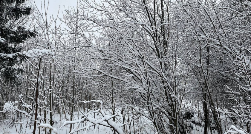 26 ноября в Коми ожидаются морозы и снегопады