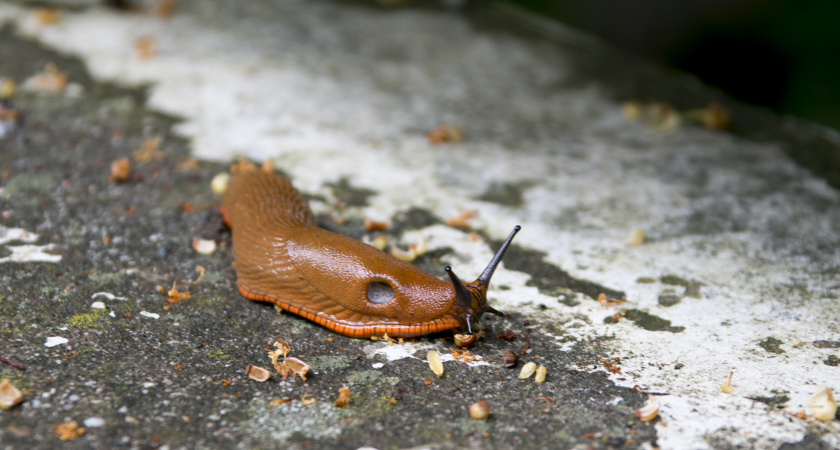 Дедовский метод против слизней: утром огород был чист - без единого химиката, только копеечные ингредиенты