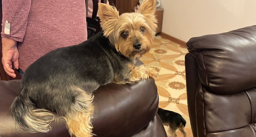 Для дивана и уюта: шесть спокойных пород собак, которые разделят ваш размеренный образ жизни