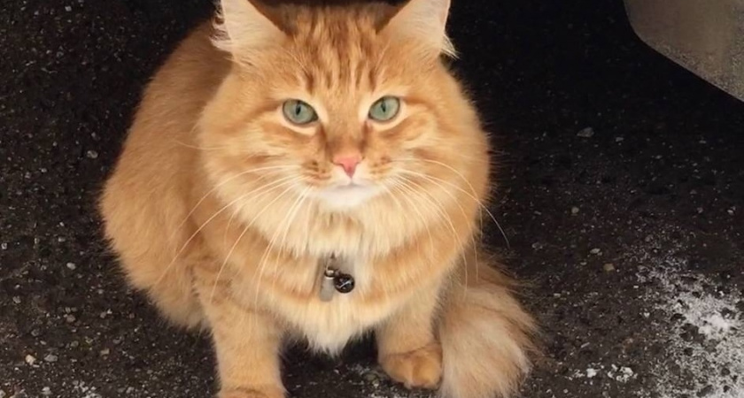 Кошка опять раскричалась в коридоре ночью. Муж сходил проверил и, как оказалось, не напрасно