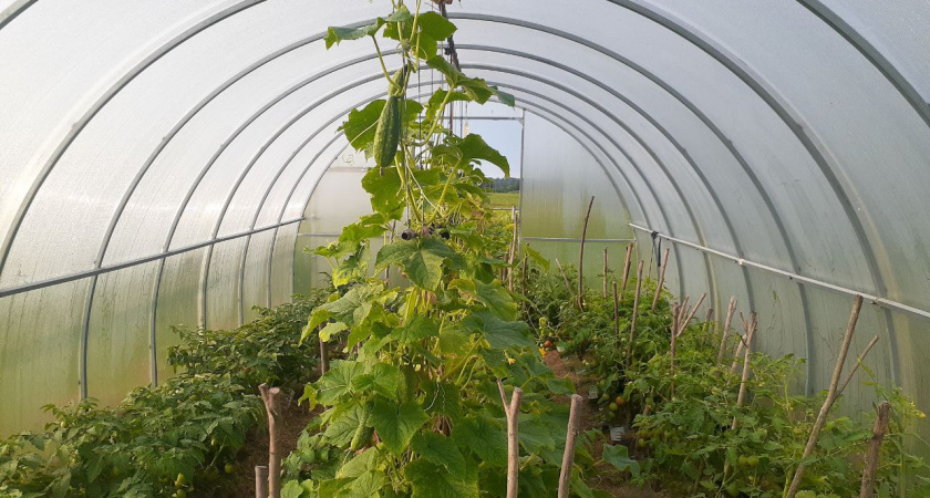 Как восстановить почву в парнике или теплице без полной замены земли и использования навоза