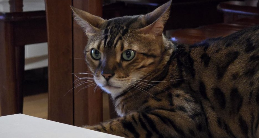 Присмотритесь к питомцу: как кошка "говорит", что ей больно - надо знать, чтоб не потерять ее