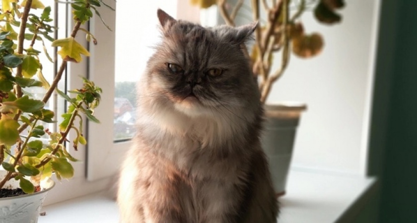 Не линяют, не пахнут и преданы хозяину: 5 пород кошек-чистюль - дома стерильно как в аптеке