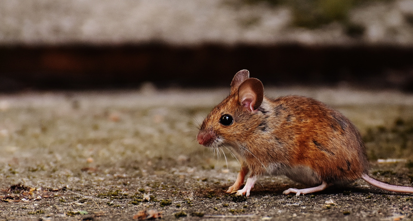 Как мыши выбирают себе дом для зимовки: отпугиваем их раз и на всю жизнь