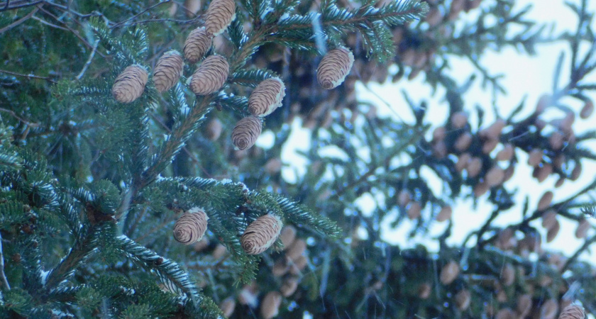 Синоптики прогнозируют облачность и мокрый снег в Коми 3 декабря