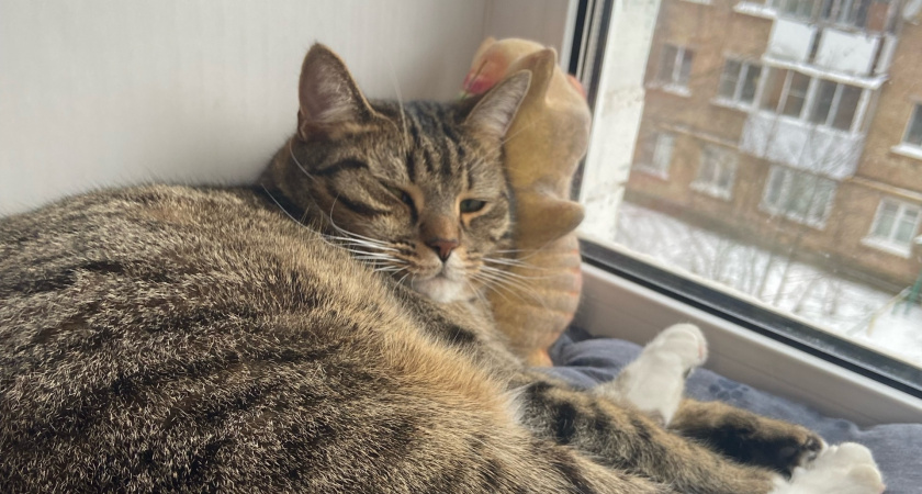 Сколько лет могут прожить кошки при благоприятных домашних условиях - ветеринары дали четкий ответ