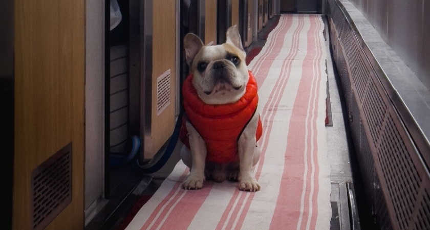 5 пород собак, которые обожают своих хозяев до беспамятства - можно смело заводить , безопасны для детей