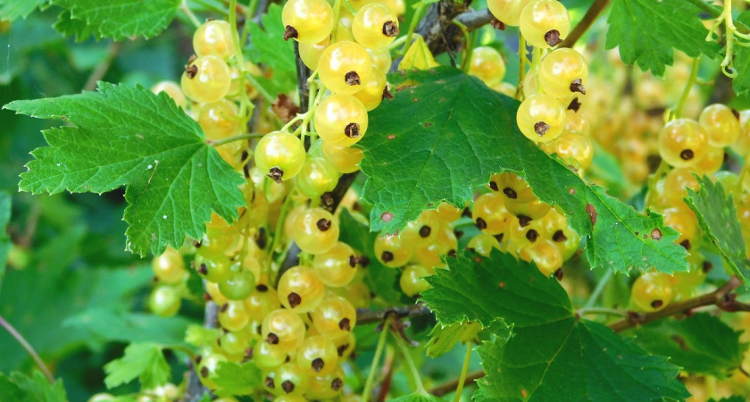 Как подготовить смородину к зиме? Успейте сделать 7 важных шагов - сохранит урожай и нервы