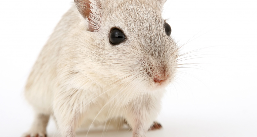 Ни одна серая мышь не сунется в дом: использую кошачий наполнитель - работает лучше, чем фонерка с клеем