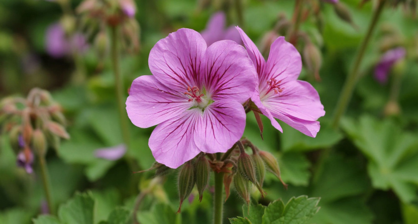 Крутая подкормка для герани: стоит копейки, а эффект ощутим на всю зиму