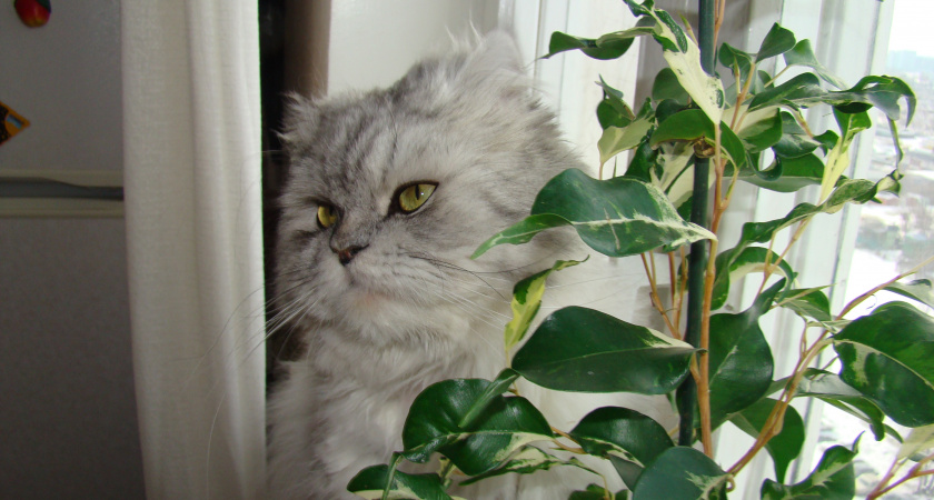 5 лет стригу фикус только так — и он всегда превращается в пышный куст уже за пару месяцев. Маленький, но важный нюанс