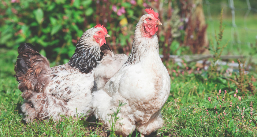 Как обойтись без отопления в курятнике зимой: 4 ложки этого настоя — идеальное решение