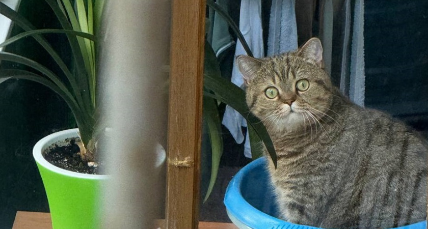 Эти три породы кошек считаются самыми красивыми в мире: поразят вас своей красотой